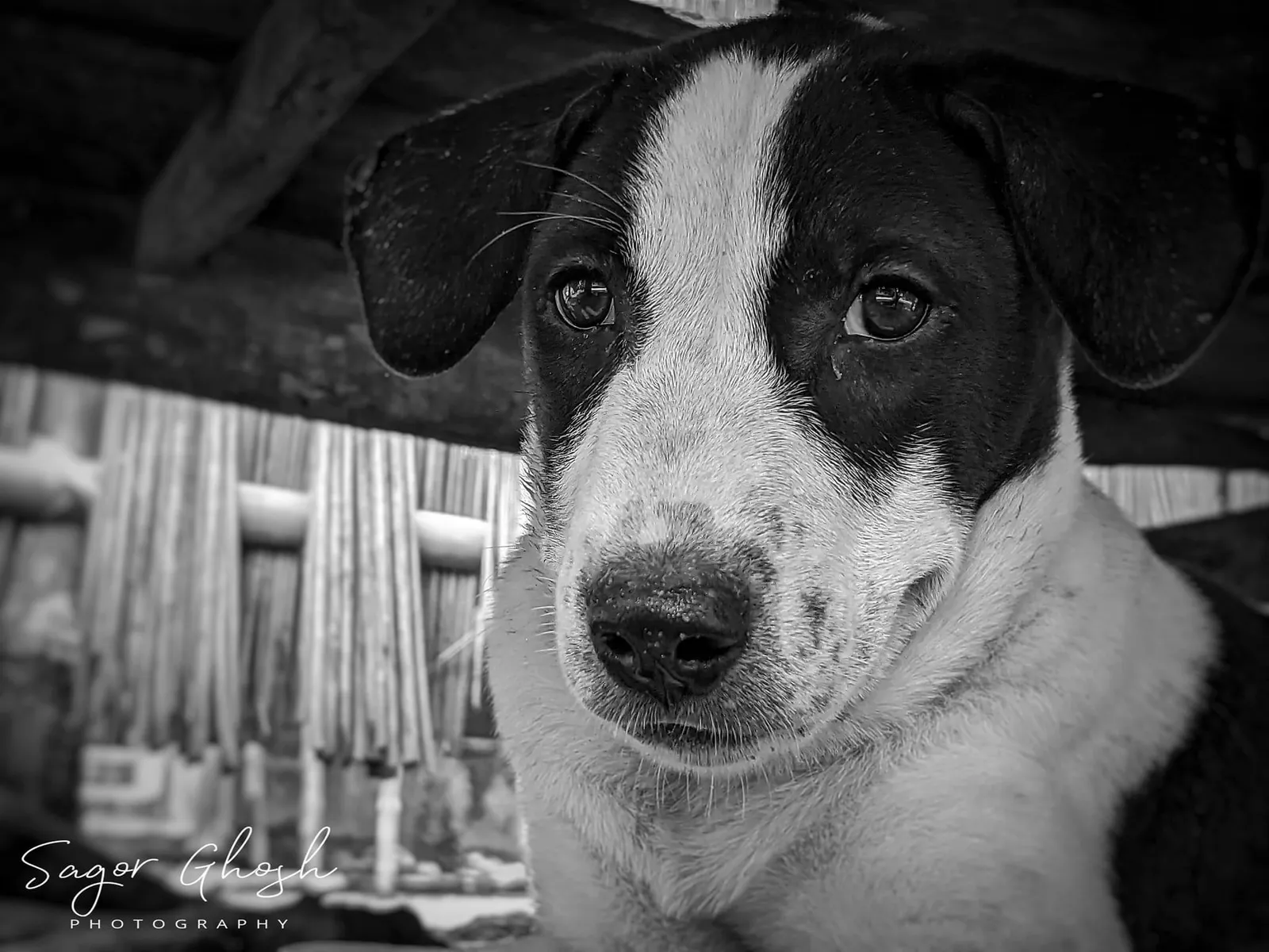 Black and white: A pup who knows exactly how to look into a camera.