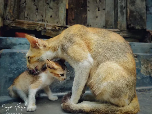 Mother: She leans in, the kitten leans back. A whole conversation in one frame.