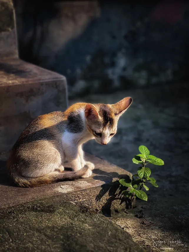 Small things: A kitten bends to a single green shoot growing out of the stone.