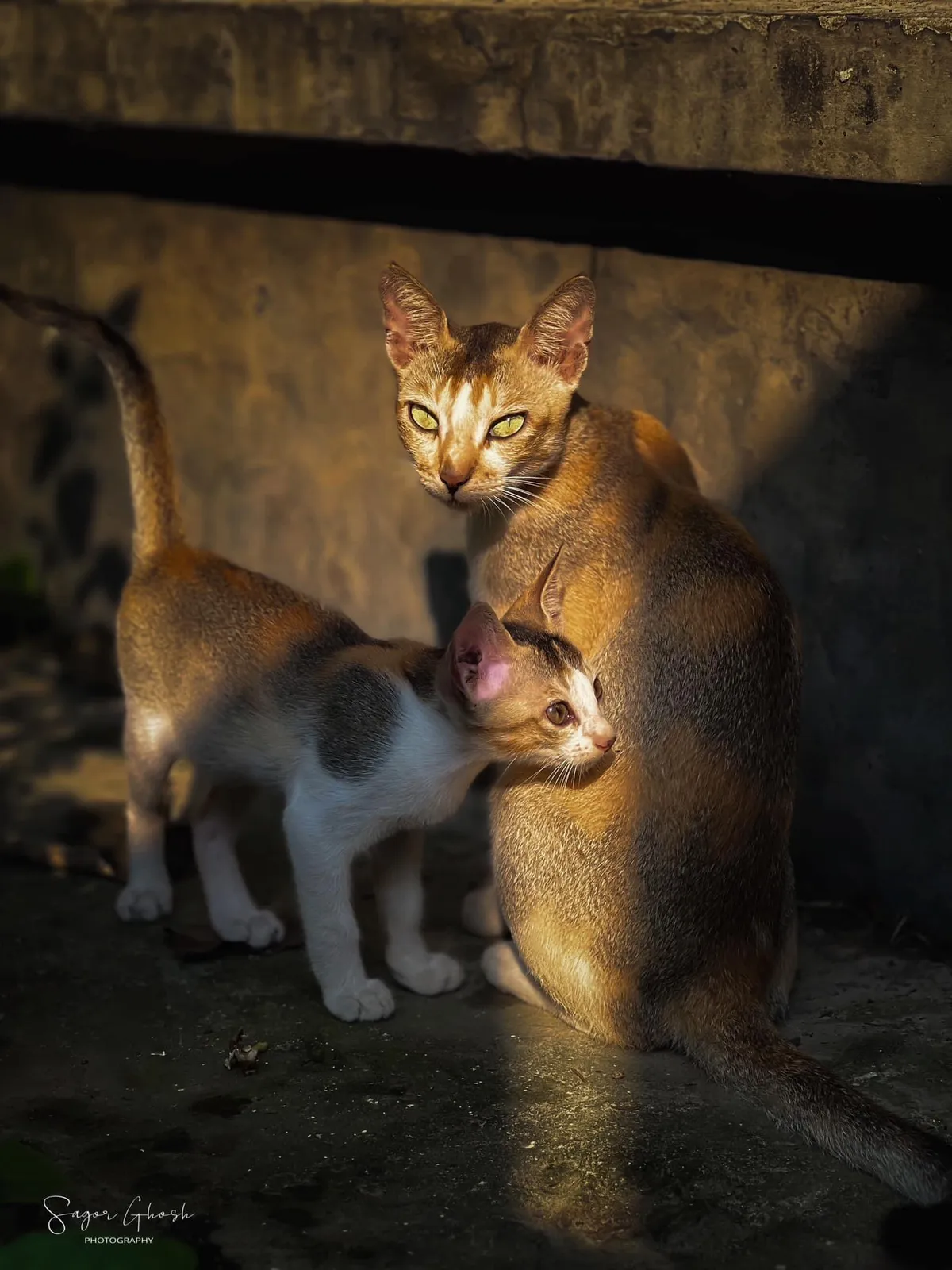 Side by side: Mother and kitten, half in shadow, both watching the same thing.