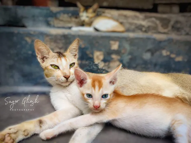 Siesta: Two cats, one long afternoon, nowhere to be.
