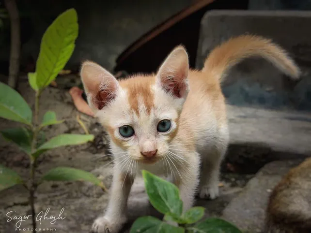 Curious: Ears up, eyes wide, one paw already stepping forward.