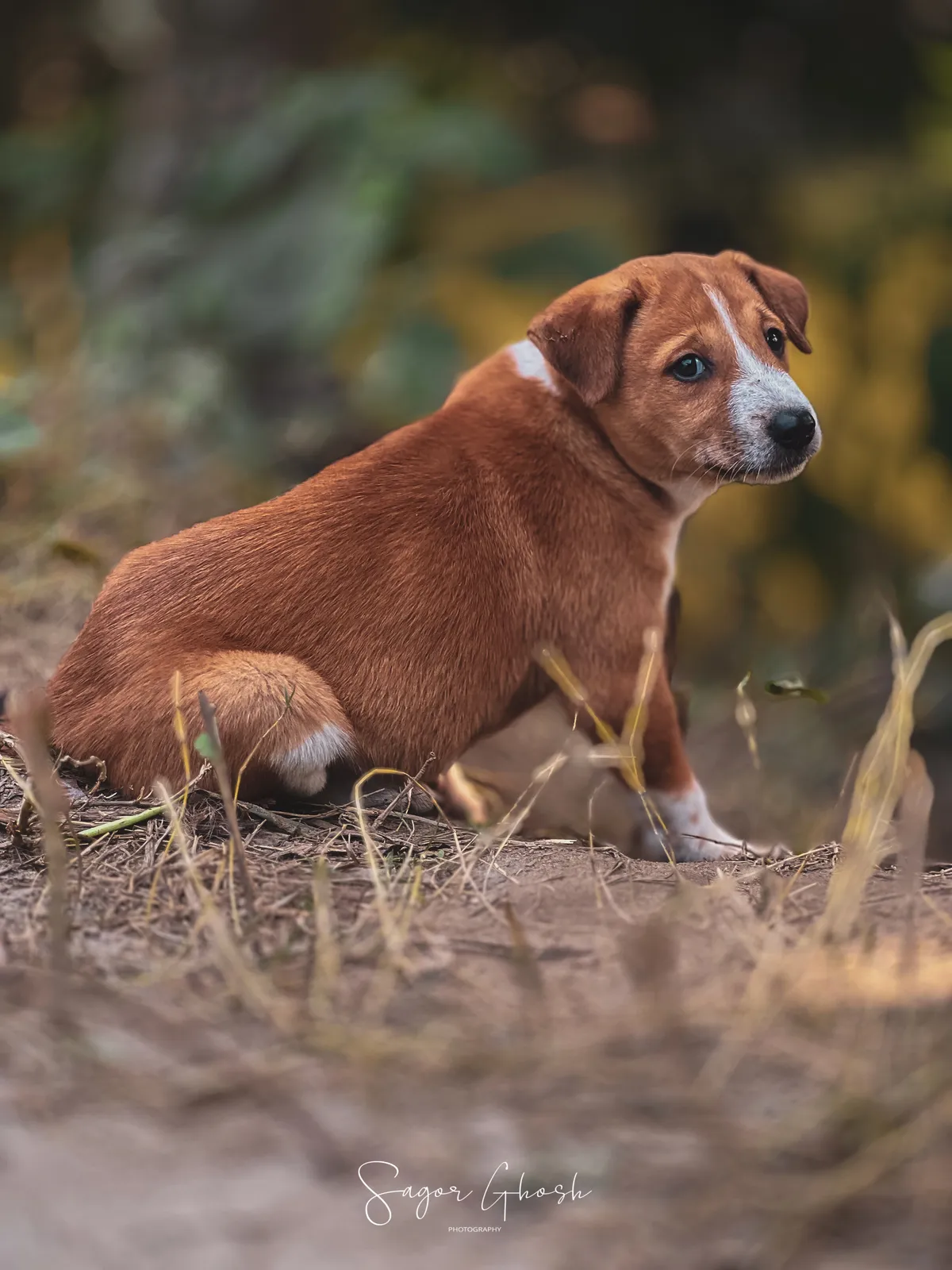 Street pup: Brown coat, soft eyes, a little dust on the paws.