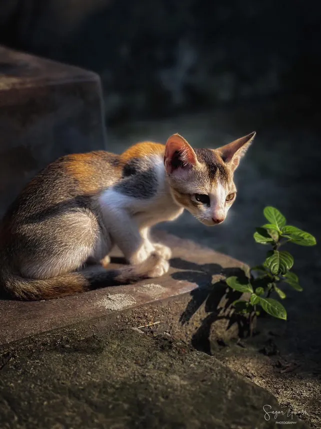 Green: One small plant, one smaller cat, the same patch of light.