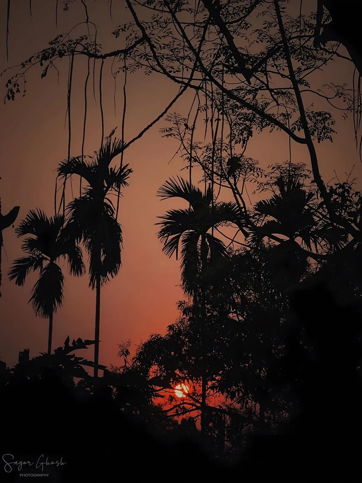 Dusk: Palms against a pink sky, the last minutes before night.