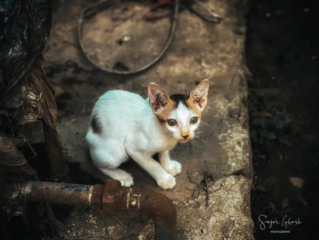Snow: A white kitten on old stone, the softest thing in the frame.