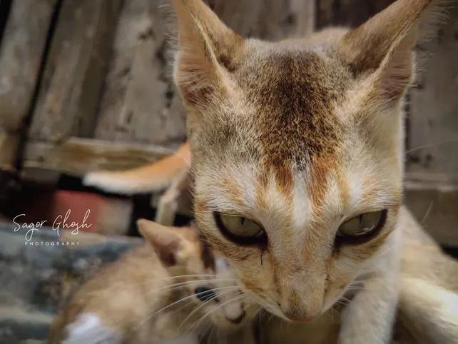 Eye to eye: Close enough to count the whiskers.