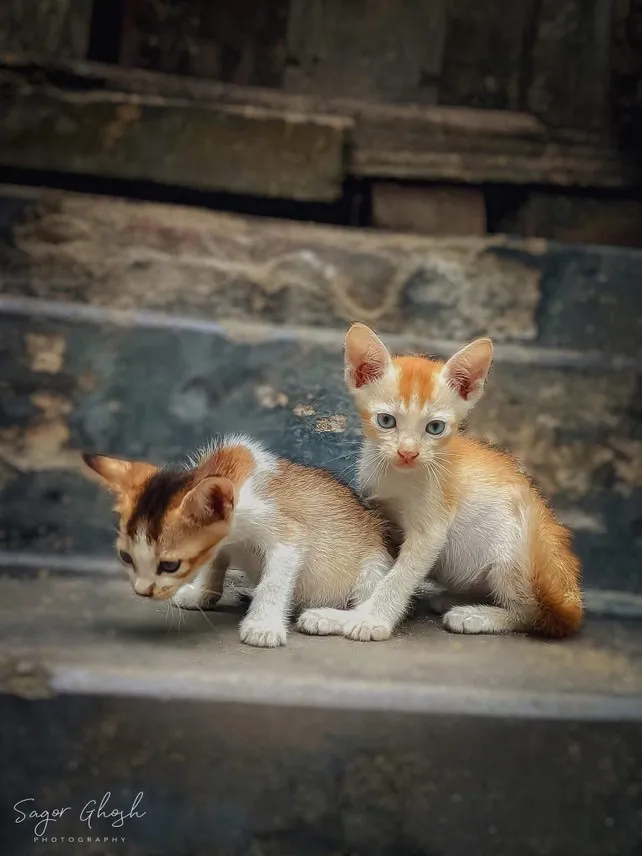 Siblings: Two kittens, one plank, endless trouble.