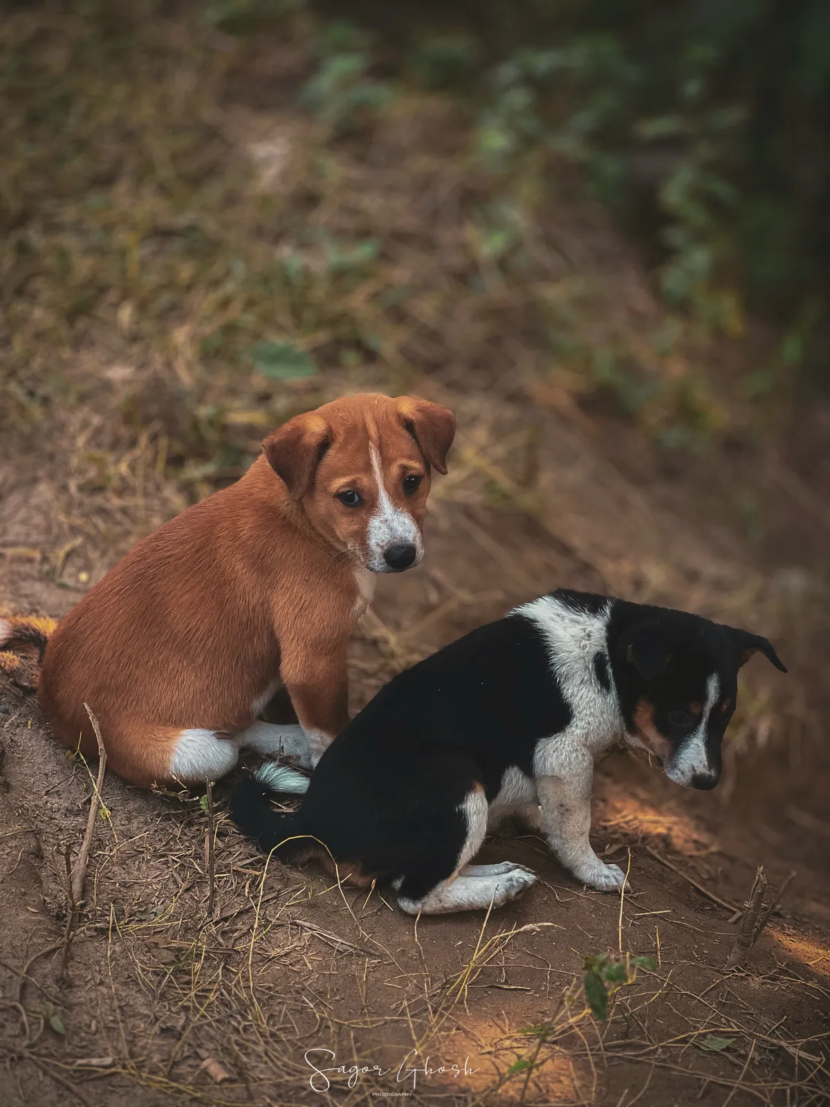 Playmates: A brown pup and a black one, mid-tumble.