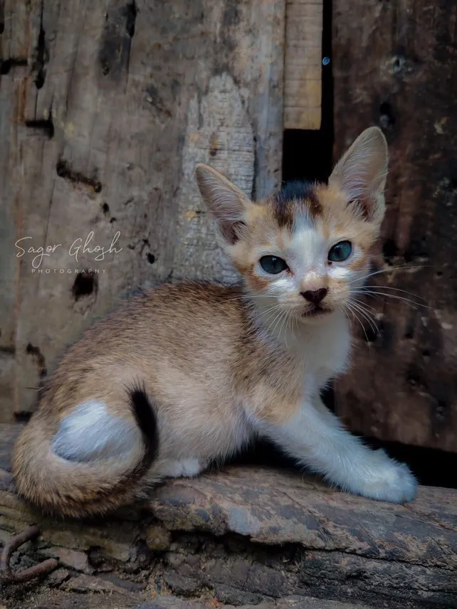 Soft focus: A kitten curled at the edge of the light.