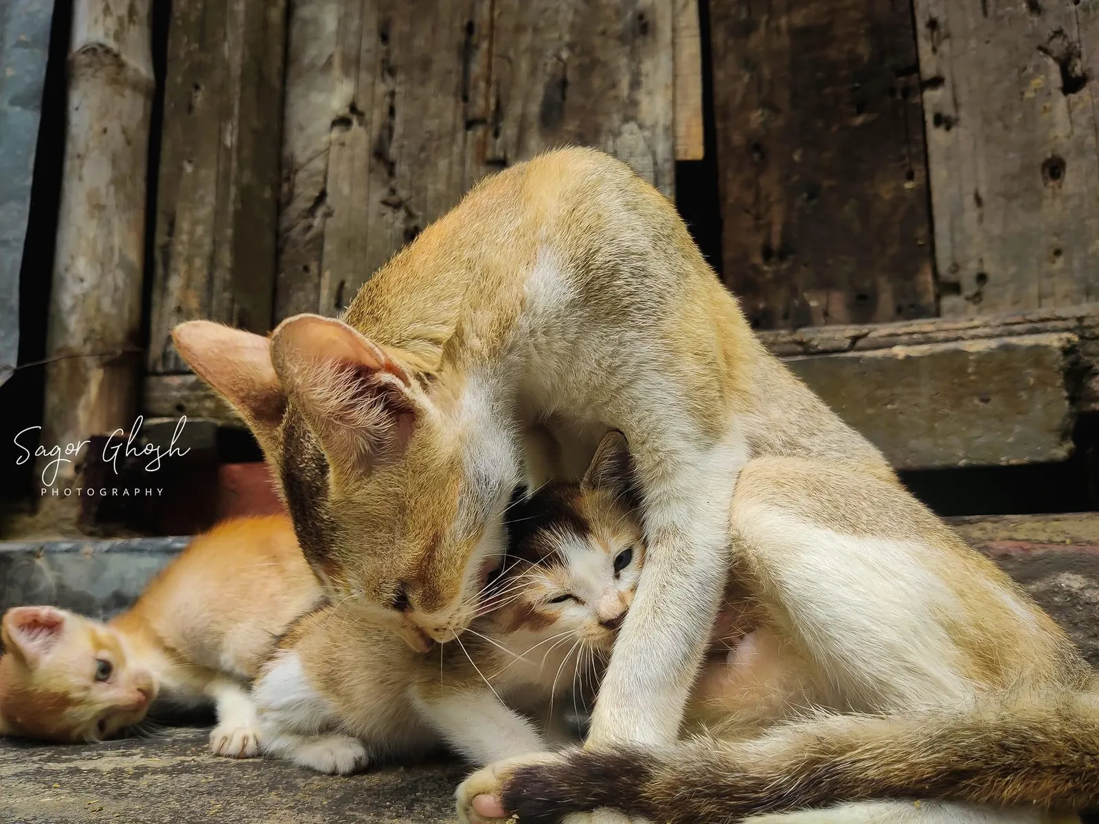 Grooming: A mother's tongue, a kitten's patience running out.