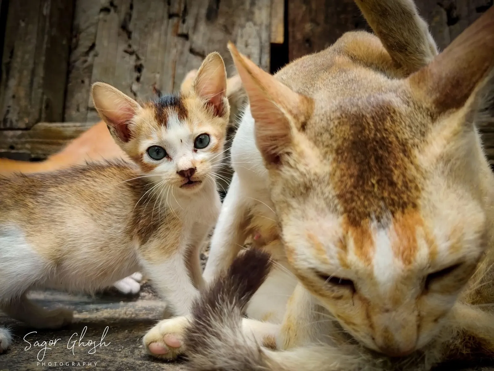Family: Three faces, one look of mild suspicion.