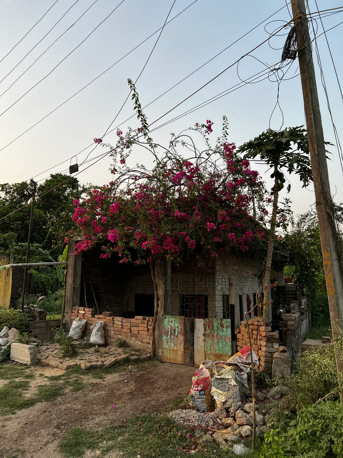 Village house: Bougainvillea spilling over a quiet house, wires drawn across the sky.