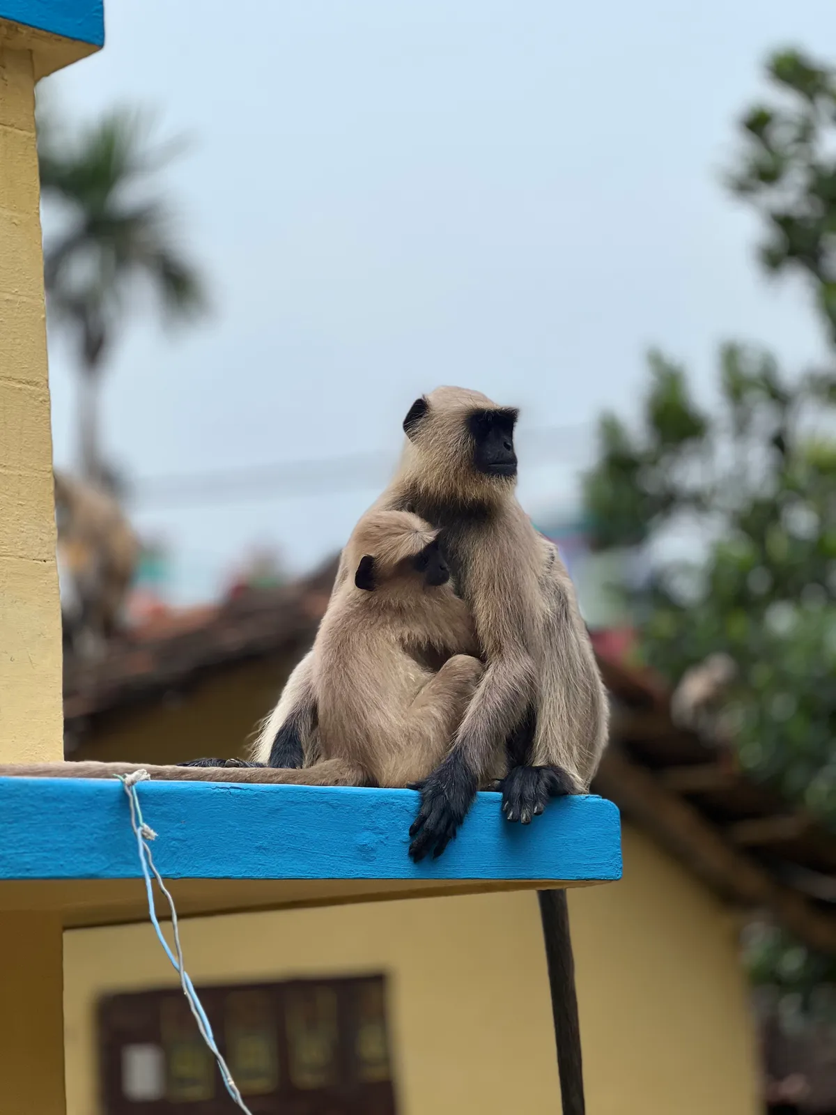 Visitors: A langur and her baby on the railing, unbothered by us.
