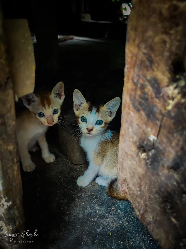 Doorway: Two kittens framed by old wood, deciding whether to come out.