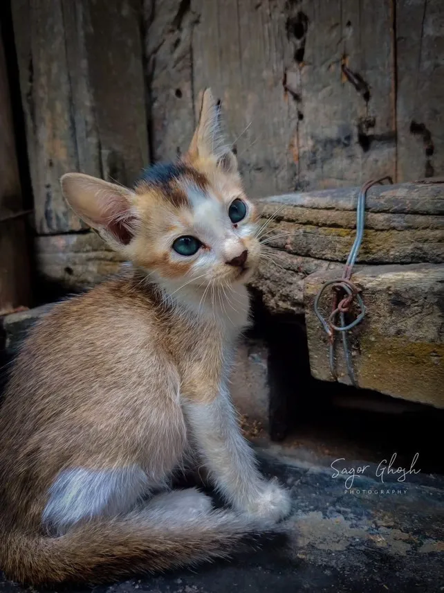 Hiding place: The best spot in the shed, and it knows it.
