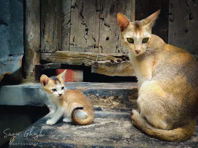 Watchful: She sits tall, the kitten stays close.