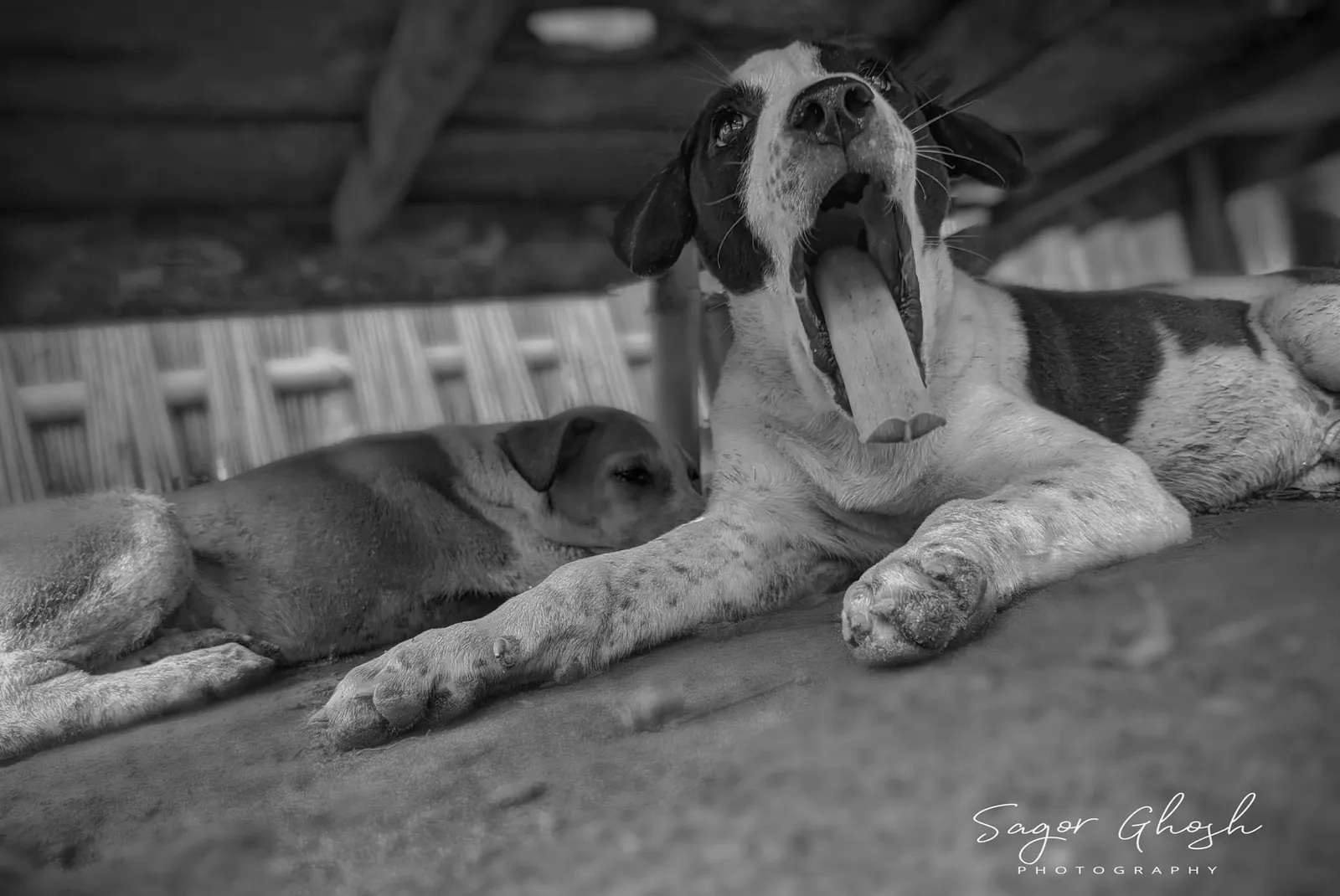 Yawn: An old dog, a long day, one enormous yawn.