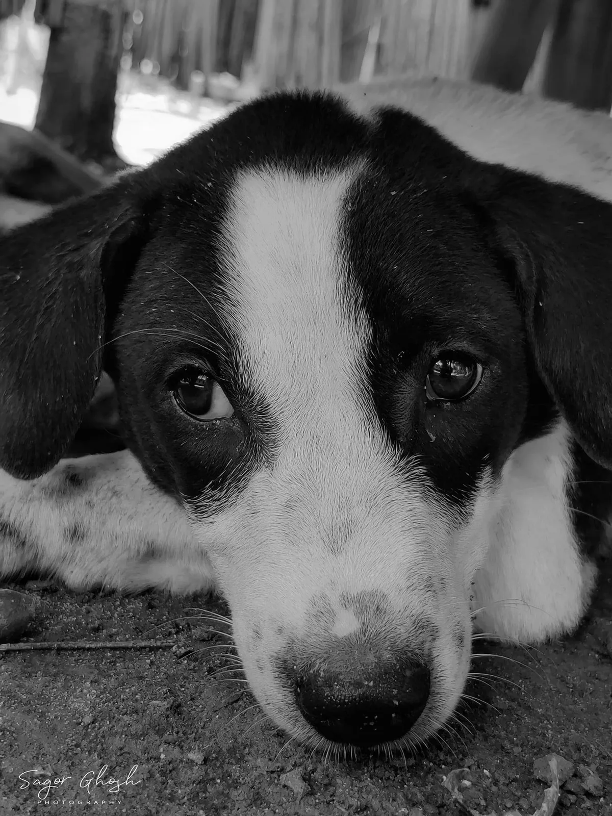 Waiting: Head down, eyes up. Patient, mostly.