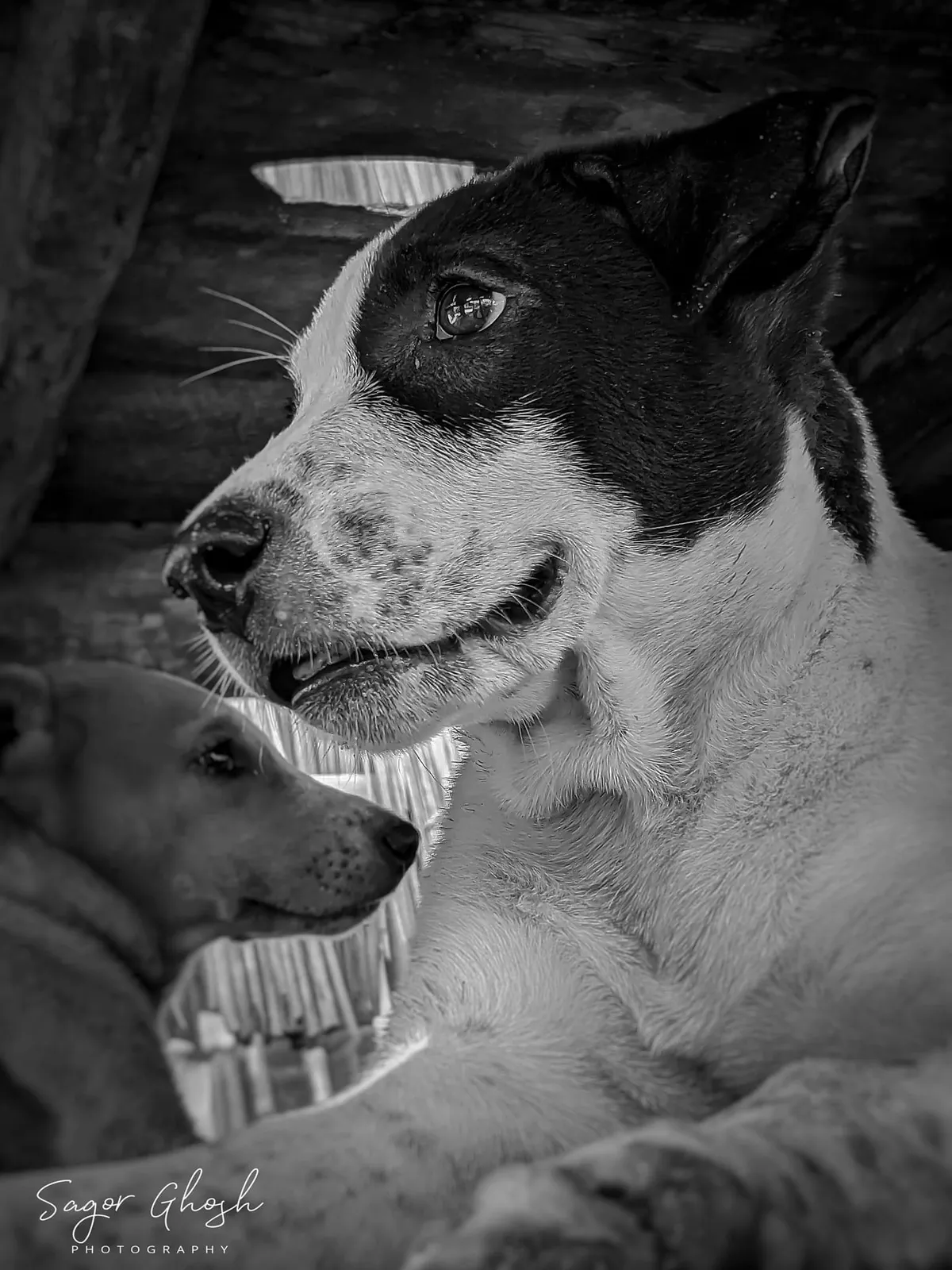Together: Two dogs leaning on each other, the way friends do.