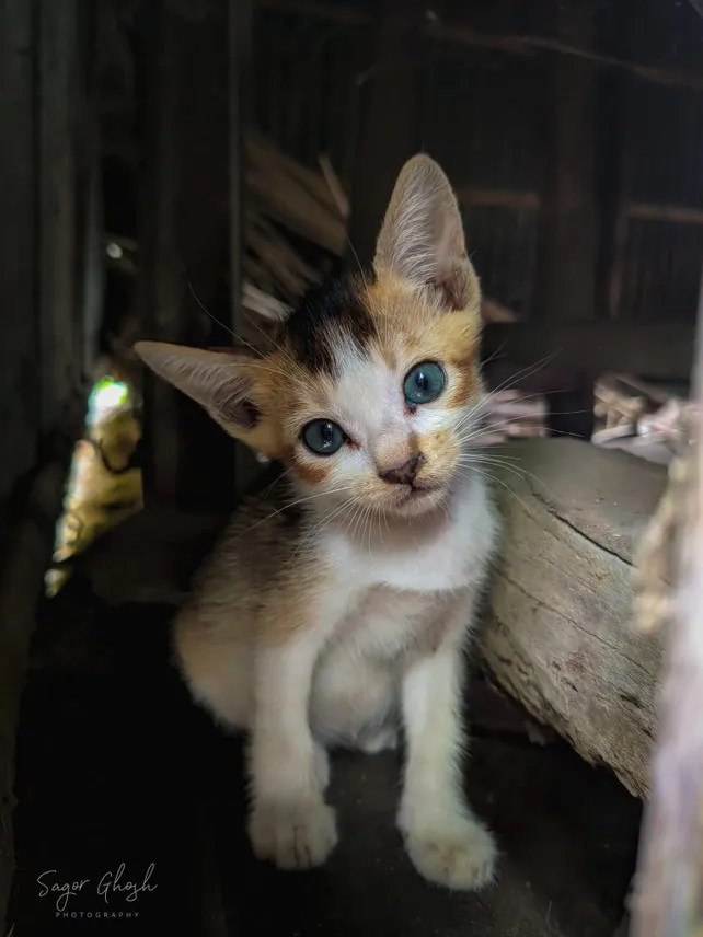 Calico: Patches of orange, black and white, and a look that says hello.