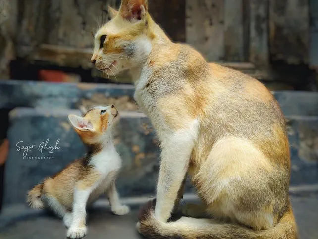 Hello: A kitten reaches up to touch noses.