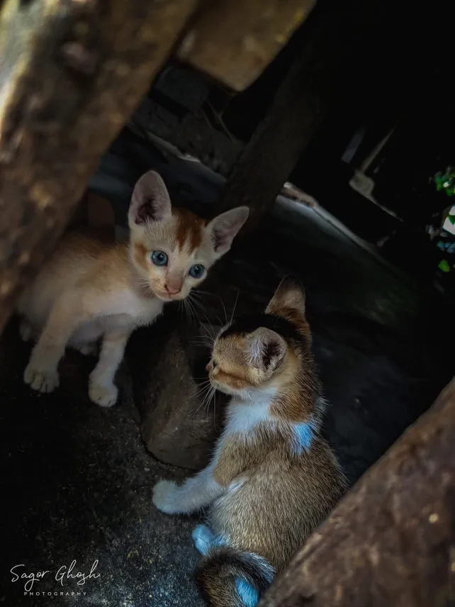 In the dark: Two pairs of eyes catching what little light there is.