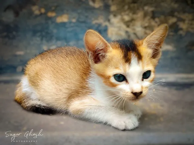 Lazy afternoon: Sprawled on cool stone, the kitten owns the floor.