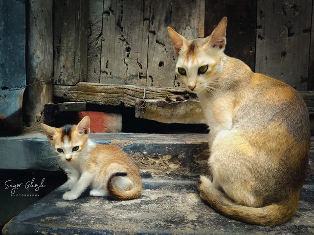 Guardian: The mother keeps watch while the little one takes in the world.