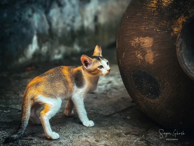 Explorer: A kitten by a clay pot, about to find out what is behind it.