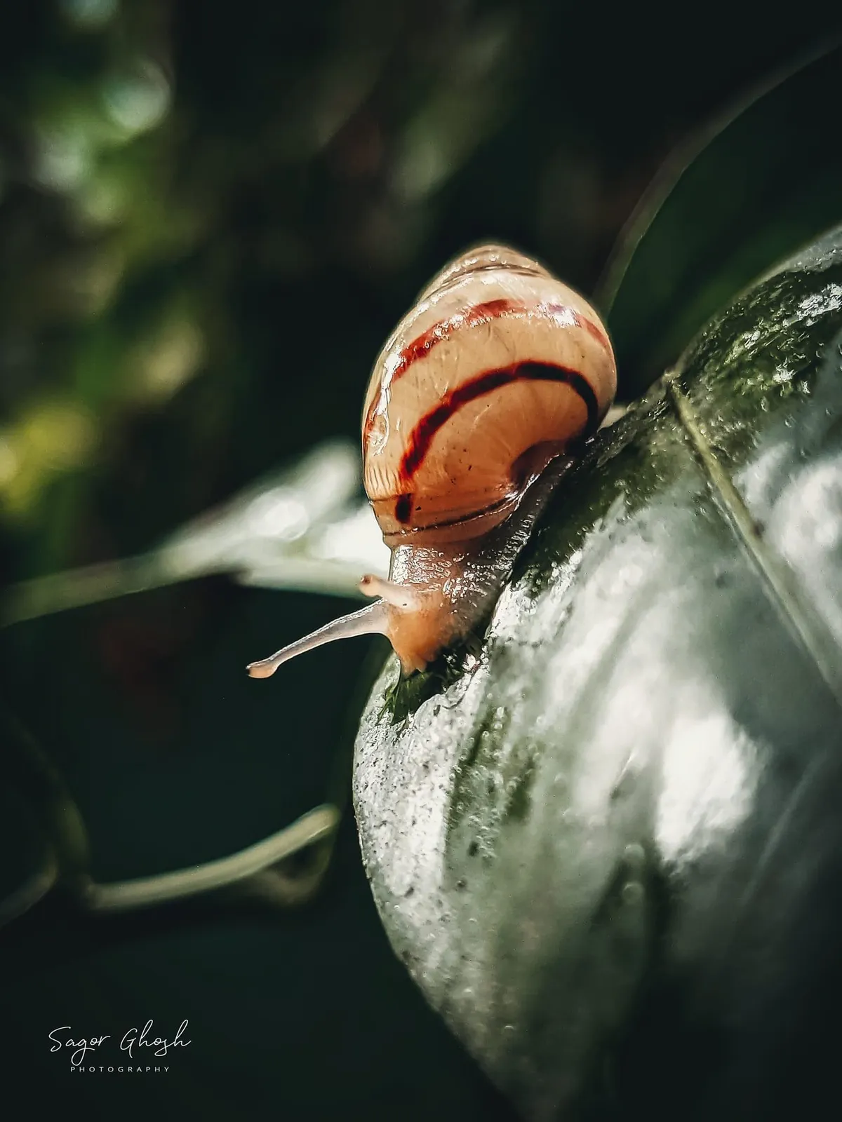 Slow: A snail climbs, taking all the time it needs.