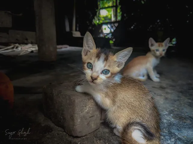 Little ones: Kittens tucked into a corner, sharing the warmth.