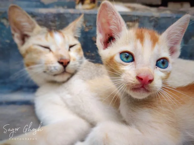 Blue eyes: Two white kittens, one half asleep, one wide awake.