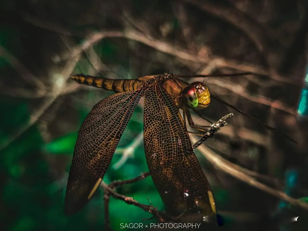 Wings: A dragonfly at rest, its wings catching the light like glass.