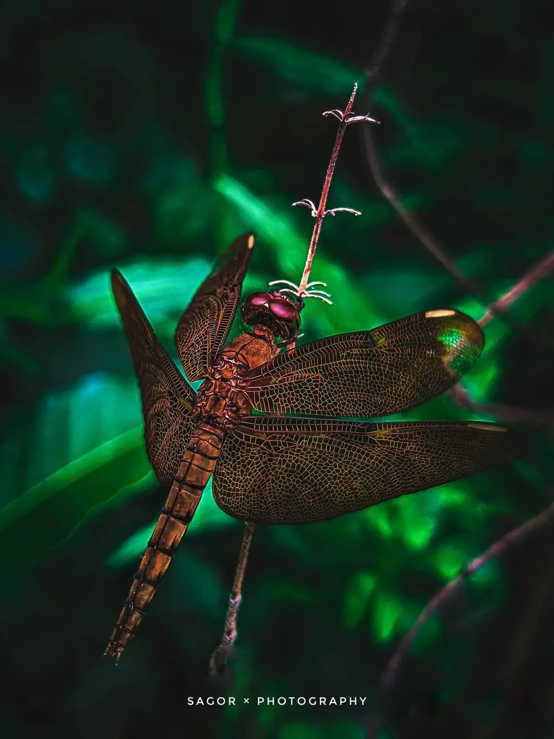 Perch: A red dragonfly on a thorny stem, perfectly still.