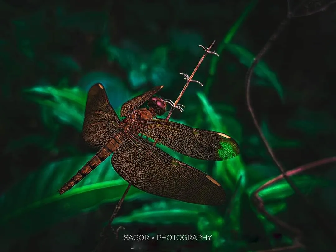 Balance: Holding on to a single twig in the breeze.
