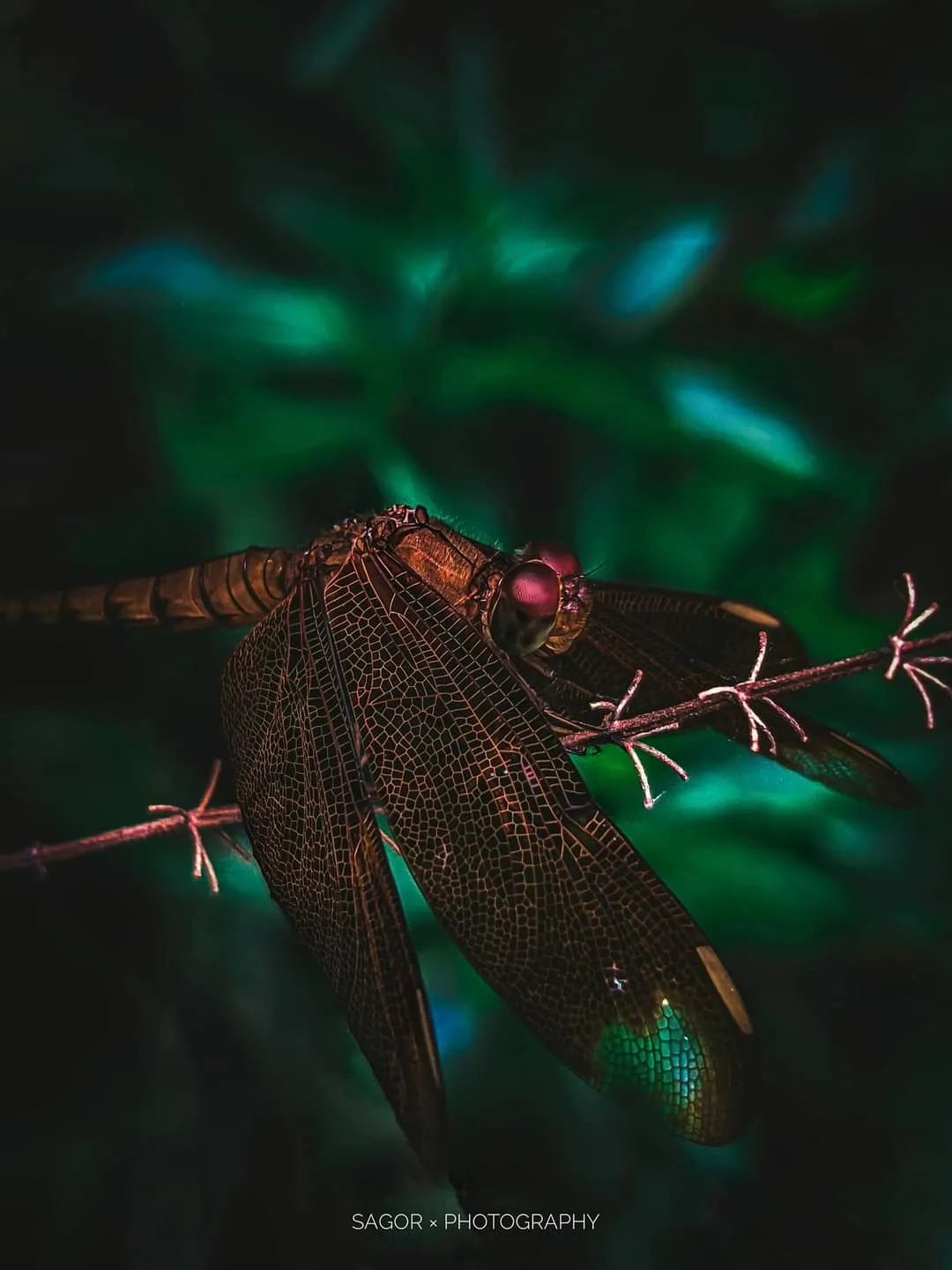 Copper: Wings veined like old copper, against deep green.