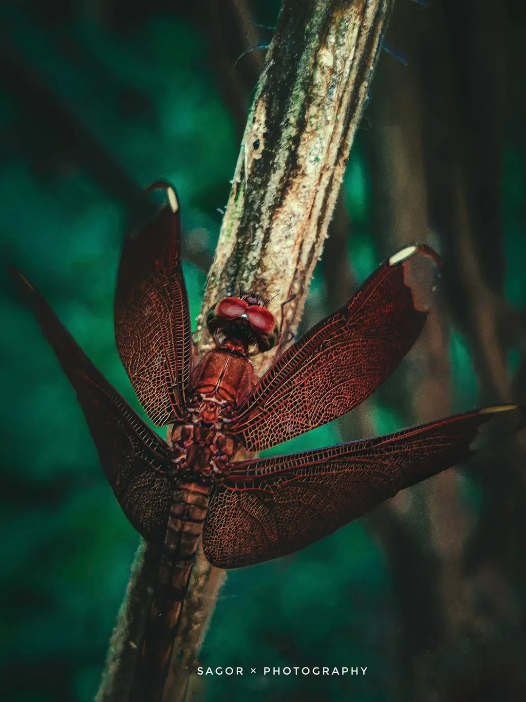 Bamboo: Clinging to a bamboo stem, wings folded down.
