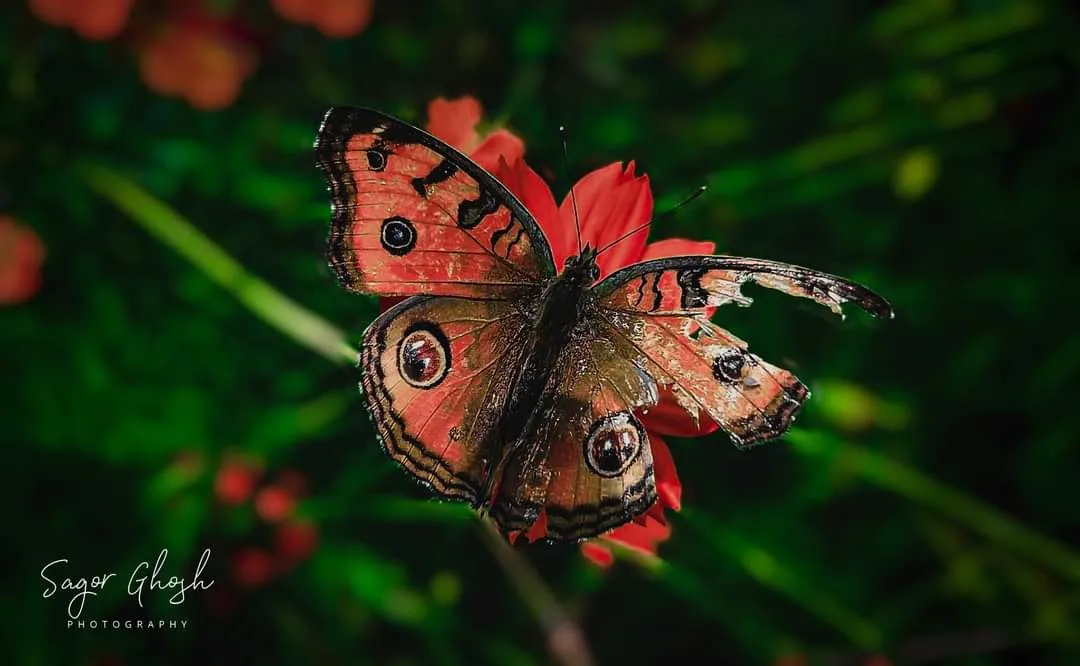 Worn wings: A torn wing and a red flower, both still beautiful.