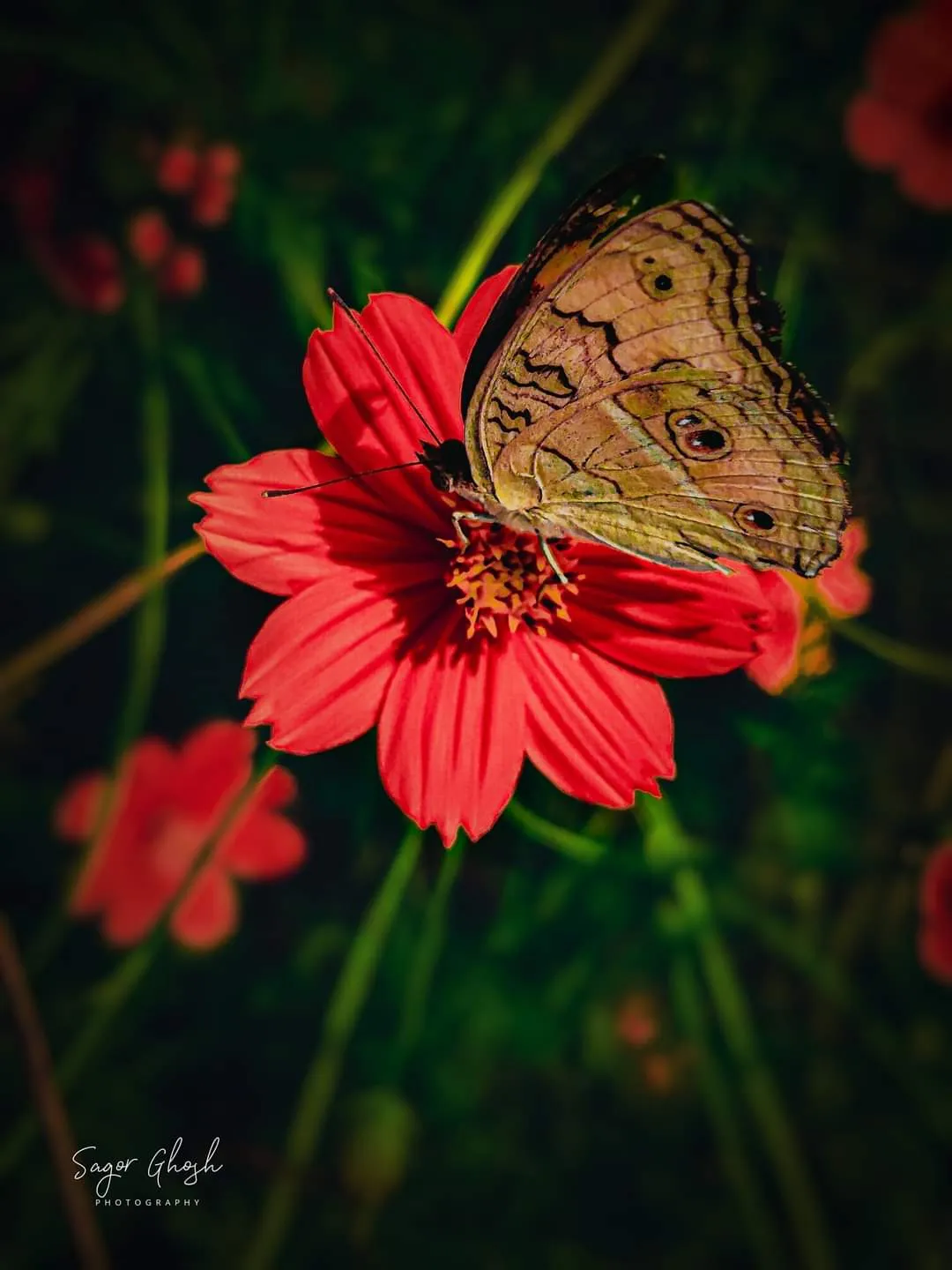 Nectar: A butterfly lands on a cosmos and stays a while.