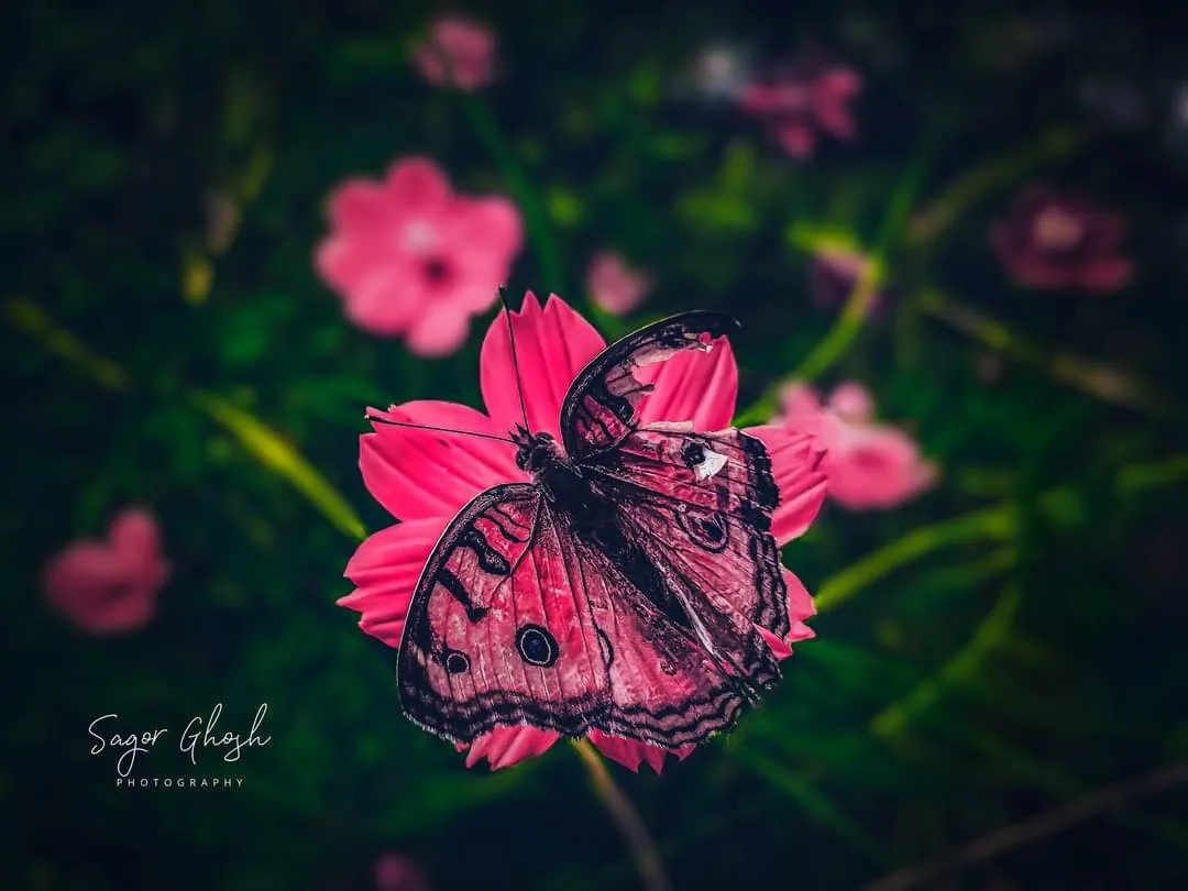 Pink on pink: Pink wings among pink petals; it almost disappears.