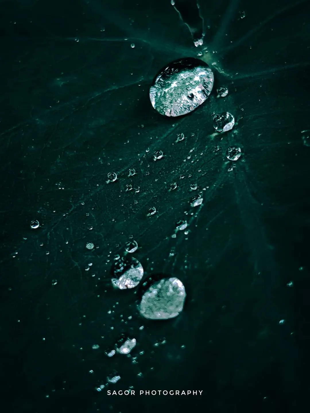 Drops: Two beads of water, perfectly round on a dark leaf.