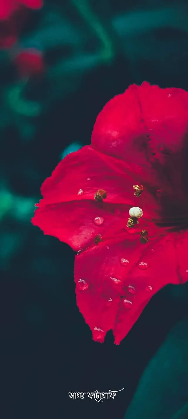 Crimson: Deep red petals and a single drop of rain.