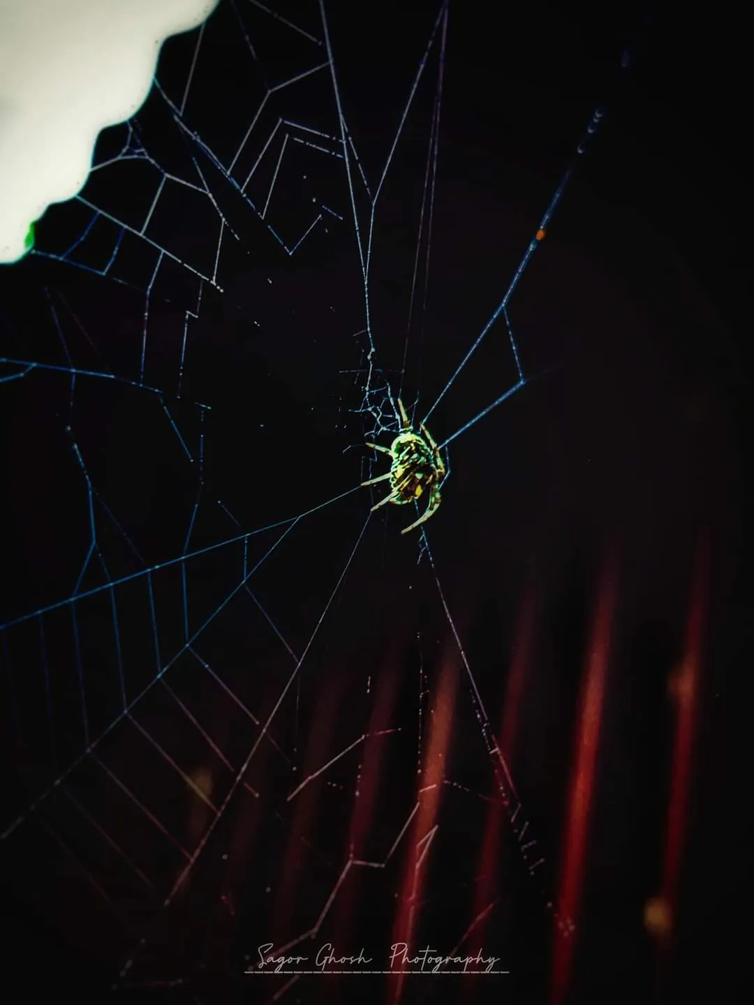 Night spinner: A tiny spider at the centre of its web, lit in the dark.
