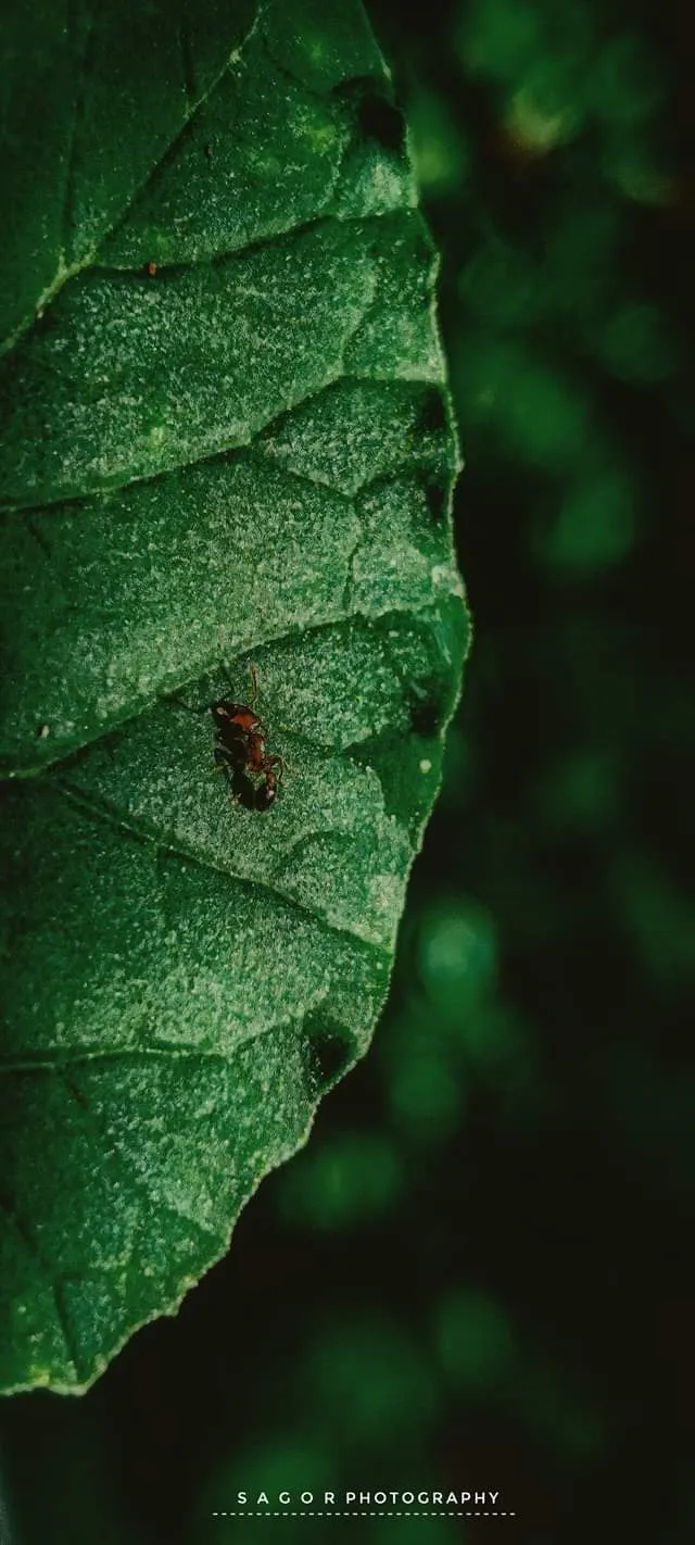 Hidden: A small insect on a big leaf, easy to miss.