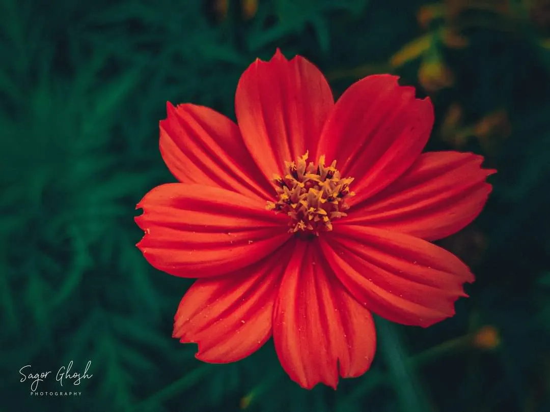 Cosmos: A red flower in full bloom, its petals like a crown.