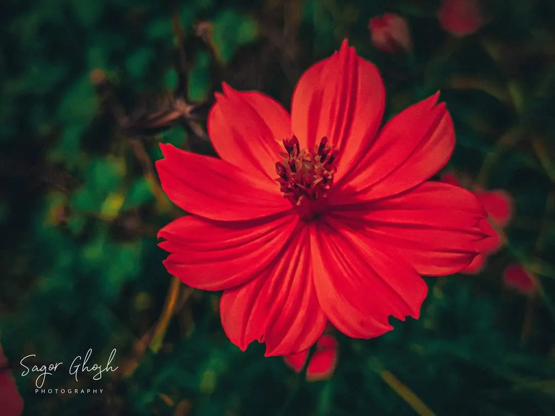 Bloom: The same red, a different morning.