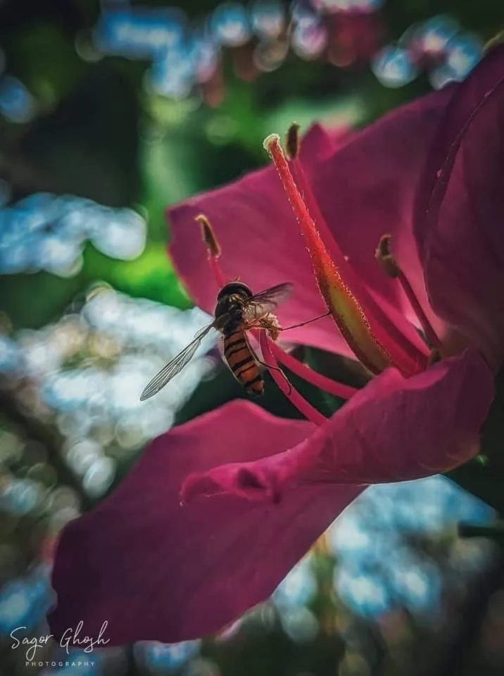 Orchid tree: A visitor deep in the folds of a pink bloom.
