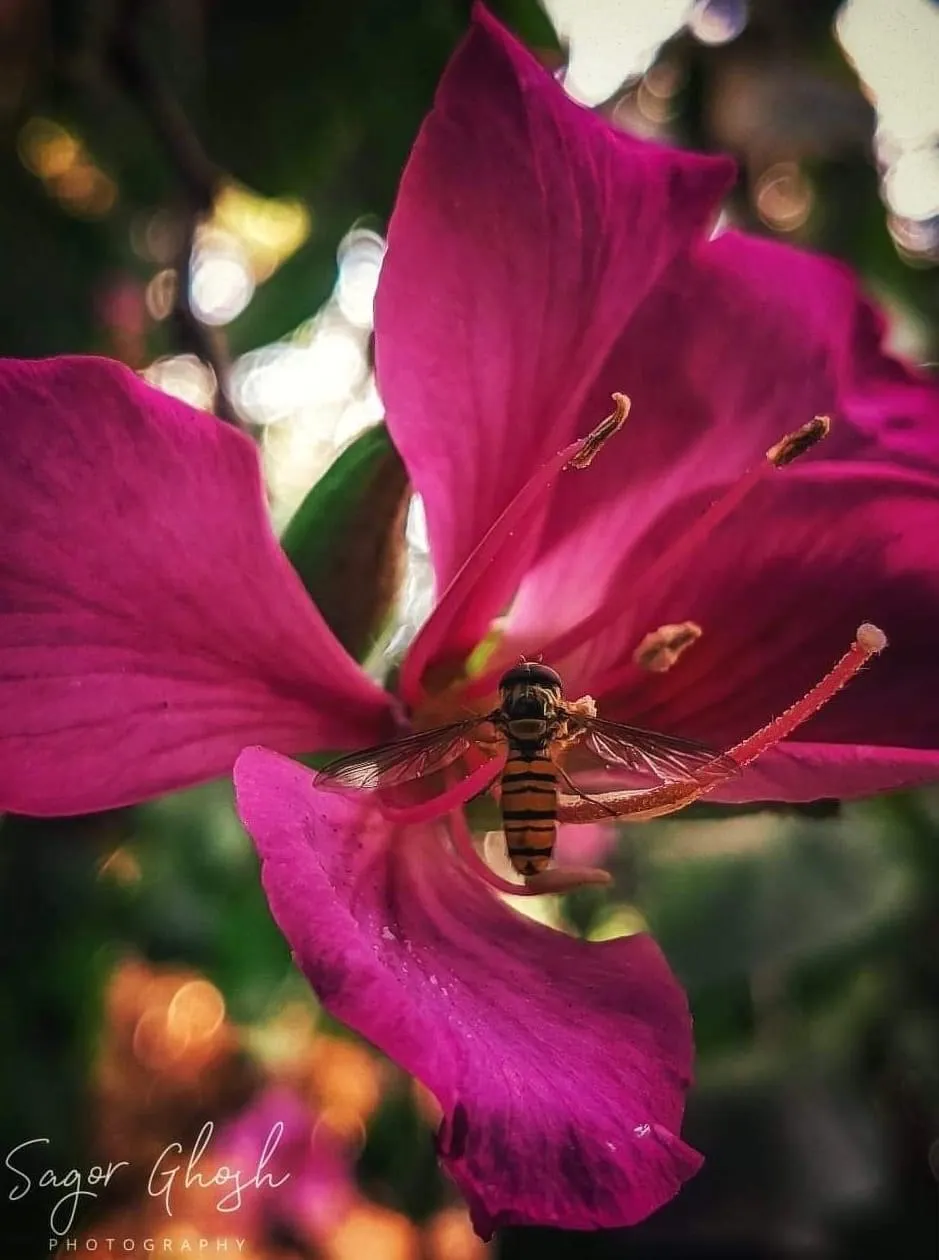 Magenta: Petals open wide, an insect deep inside.