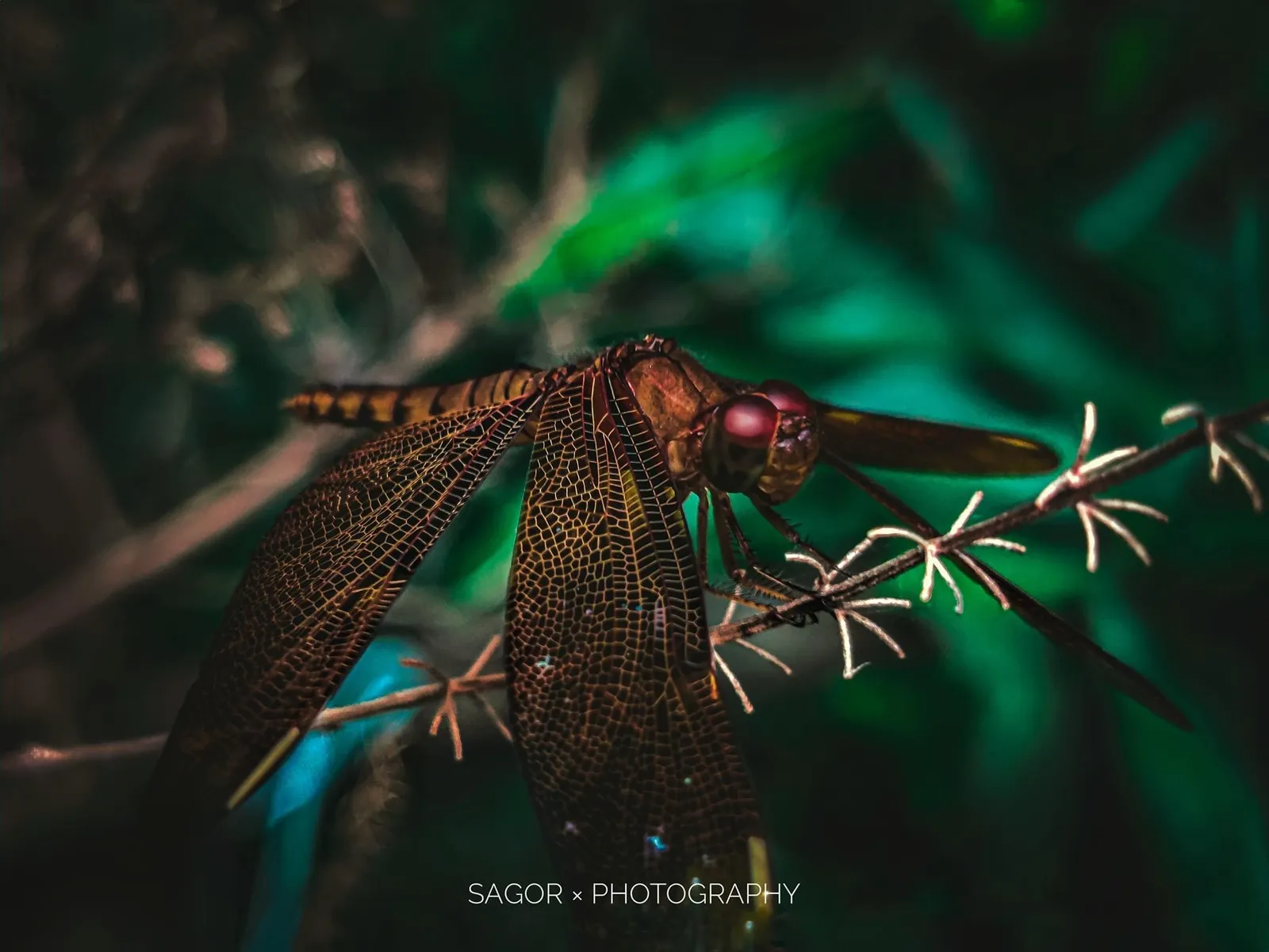Still: A dragonfly holds its pose for the lens.